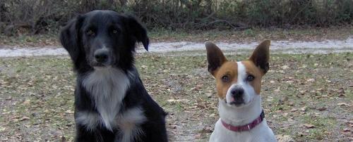 puppies500.JPG