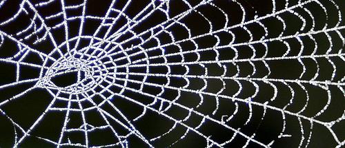 Spider Web