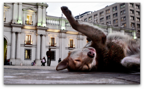 dog-days-of-summer-debt-reduction-dog-2