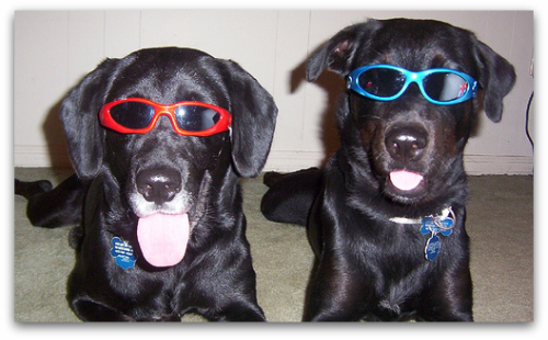 dog-days-of-summer-debt-reduction-dog-3