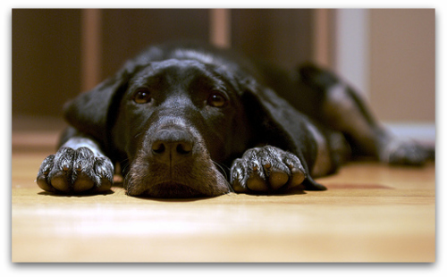 dog-days-of-summer-debt-reduction-dog-4