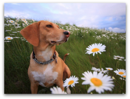 top-dog