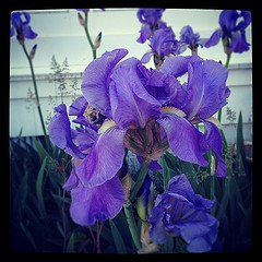 Mothers Day Gifts - Flowers