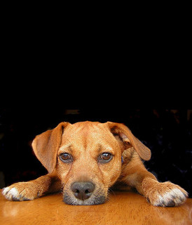 Dog Sitting Dog Sitting