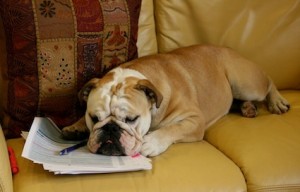 dog-tax