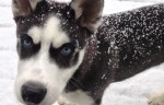 Shadow Snow