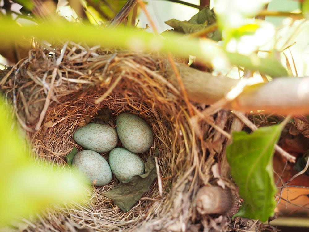 Your Nest Is Your Nest Egg: A Financial Guide for Young and Old