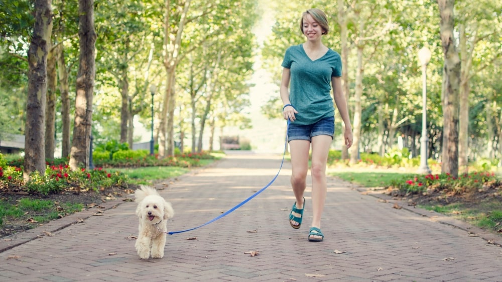 Why You Should Always Have a Dog Walker When Taking Your Dog for a Walk